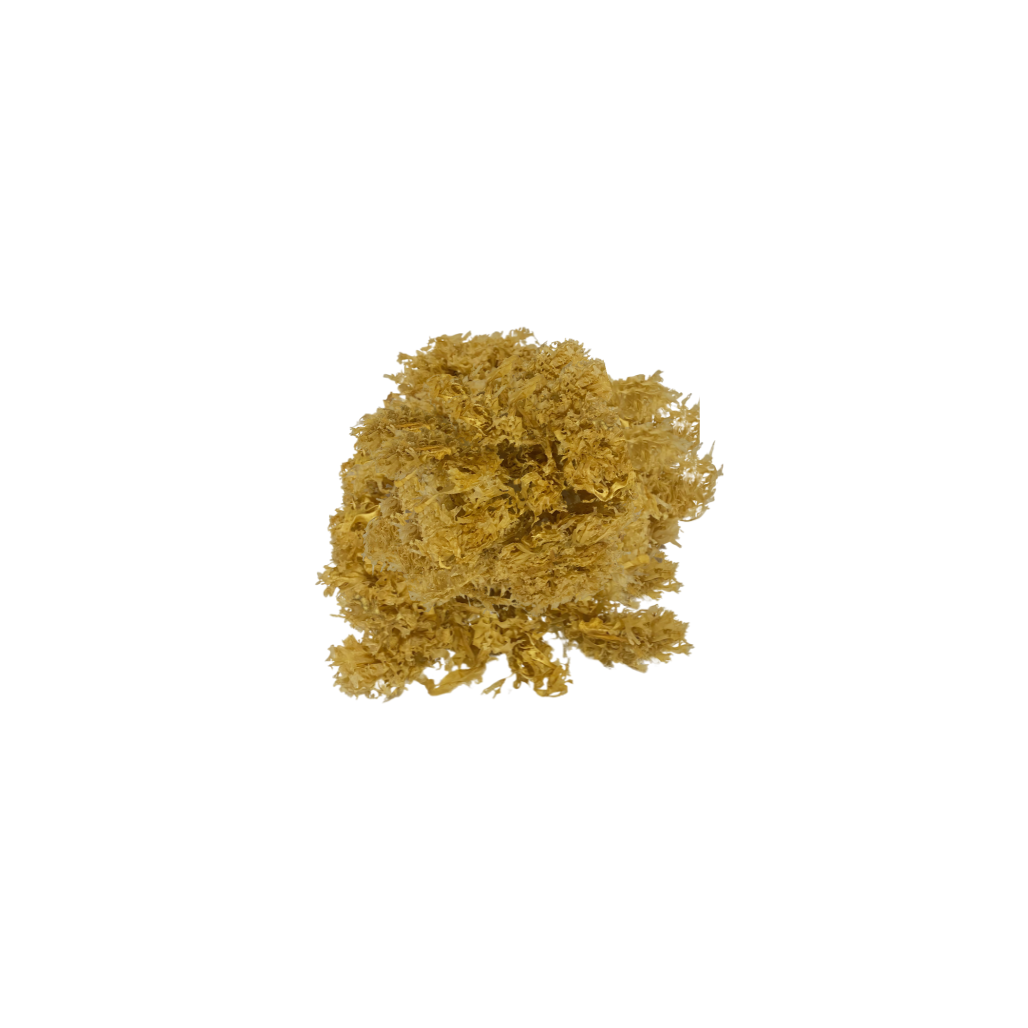 Chondrus Crispus: Key Facts and Sources Go Natural 247