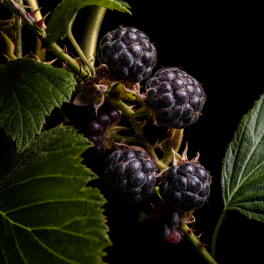 Black Raspberry Seed Oil – Go Natural 247