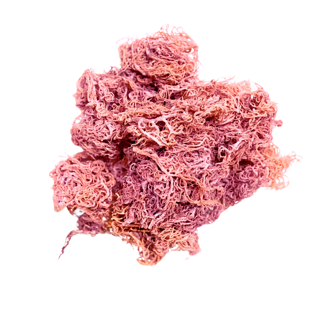 Heap of dried, reddish-purple sea moss.

