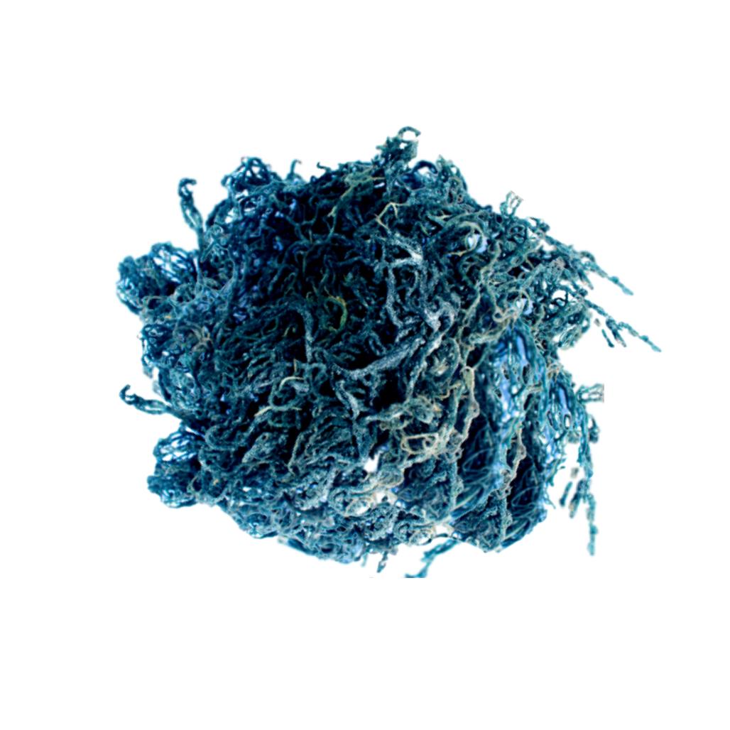 Wild-harvested St. Lucian Green Sea Moss usage – Go Natural 247